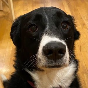 Meet your Posher, Carrie